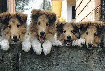 Four Puppies