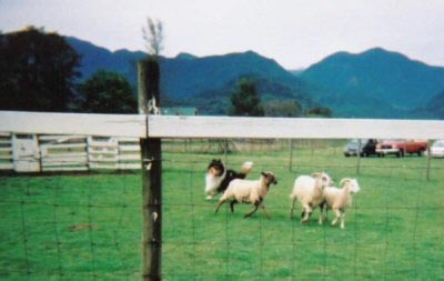 Herding Image