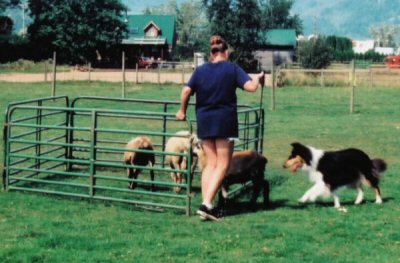 herding1
